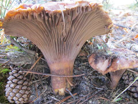 Image of Chroogomphus rutilus (Schaeff.) O. K. Mill. 1964