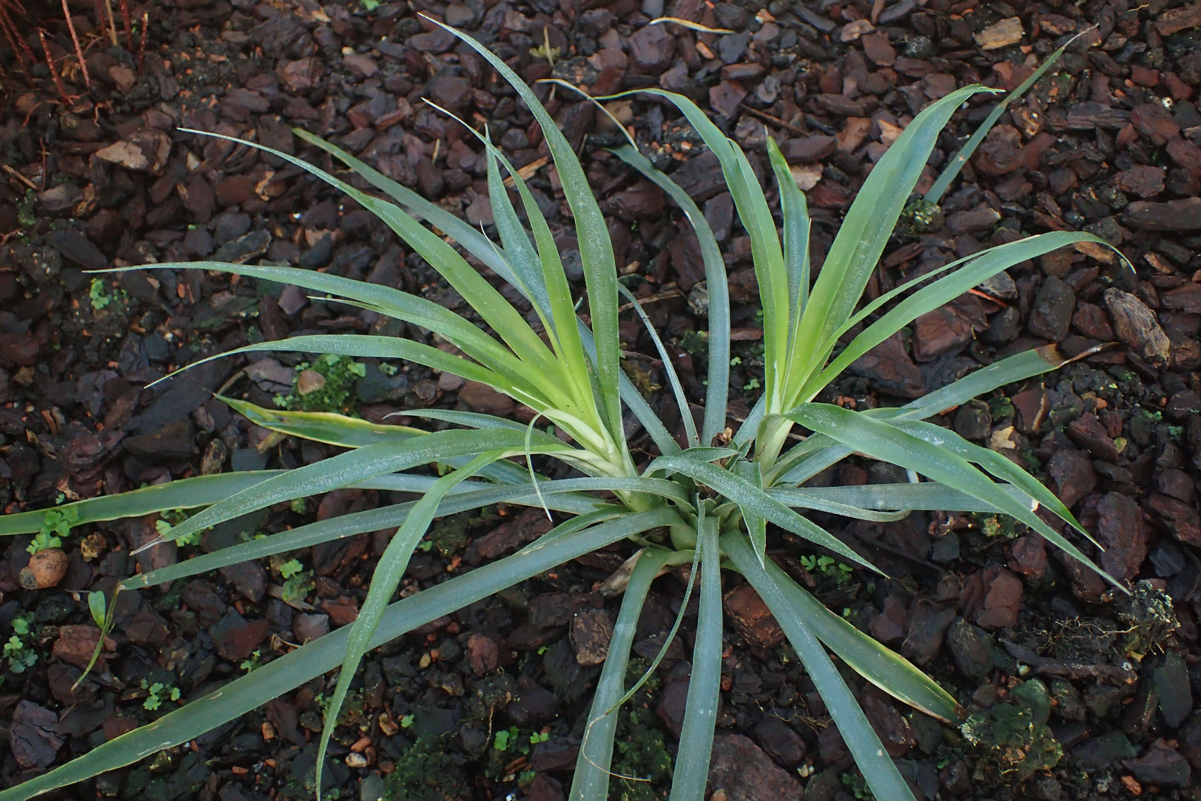 Image of Fosterella rojasii (L. B. Sm.) L. B. Sm.