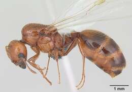 Image of Fire ant