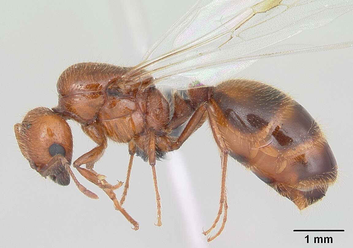 Solenopsis geminata (Fabricius 1804) resmi