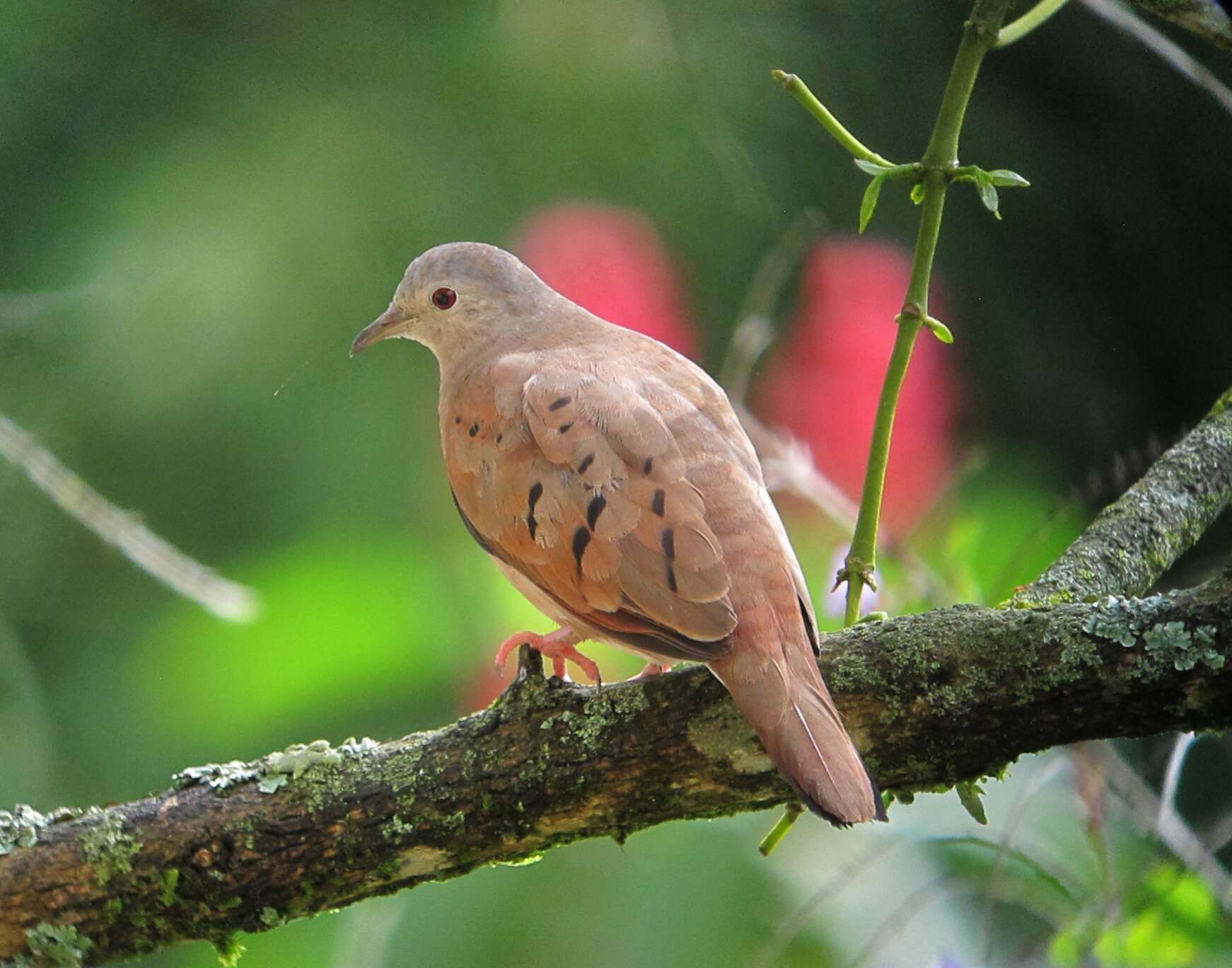 Image of Ruddy Ground Dove