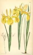 Image of Iris juncea Poir.