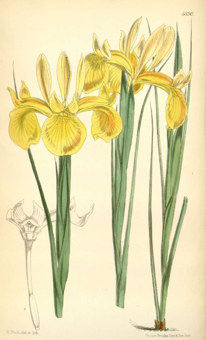 Image of Iris juncea Poir.