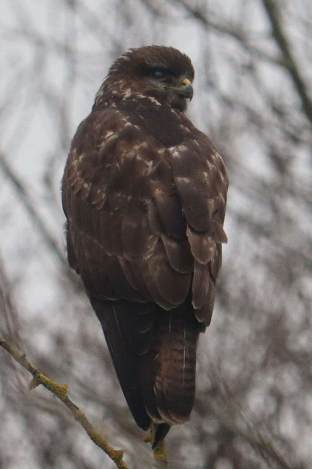 Image of Common Buzzard