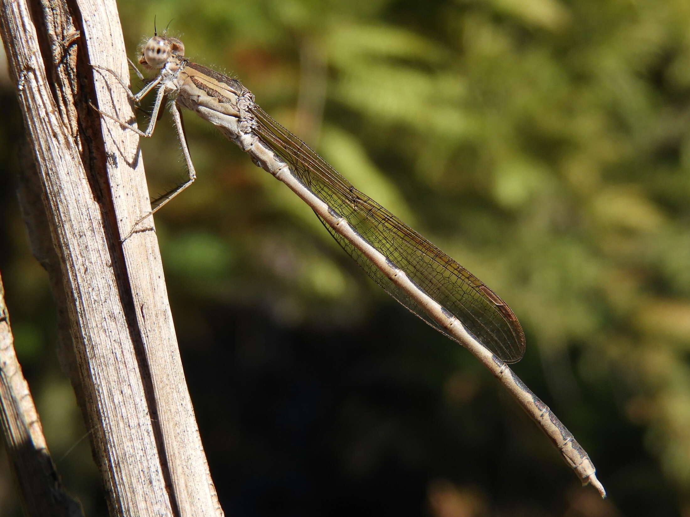 Image of Siberian Winter Damsel