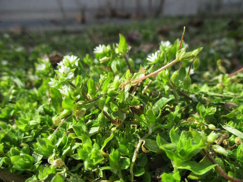 Image of common chickweed