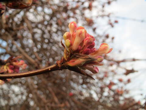 Image of Viburnum × bodnantense