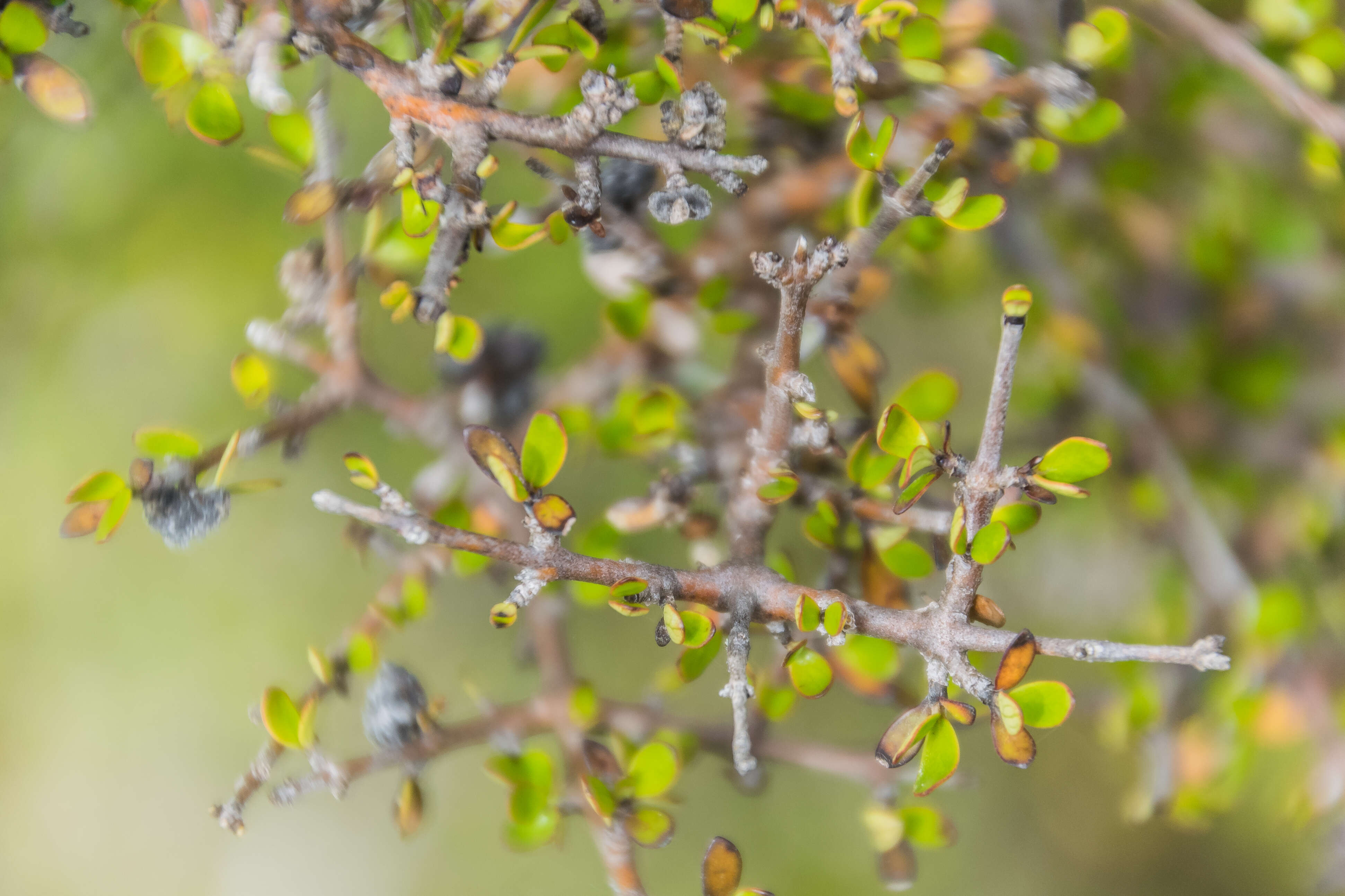 Image of maidenhair vine