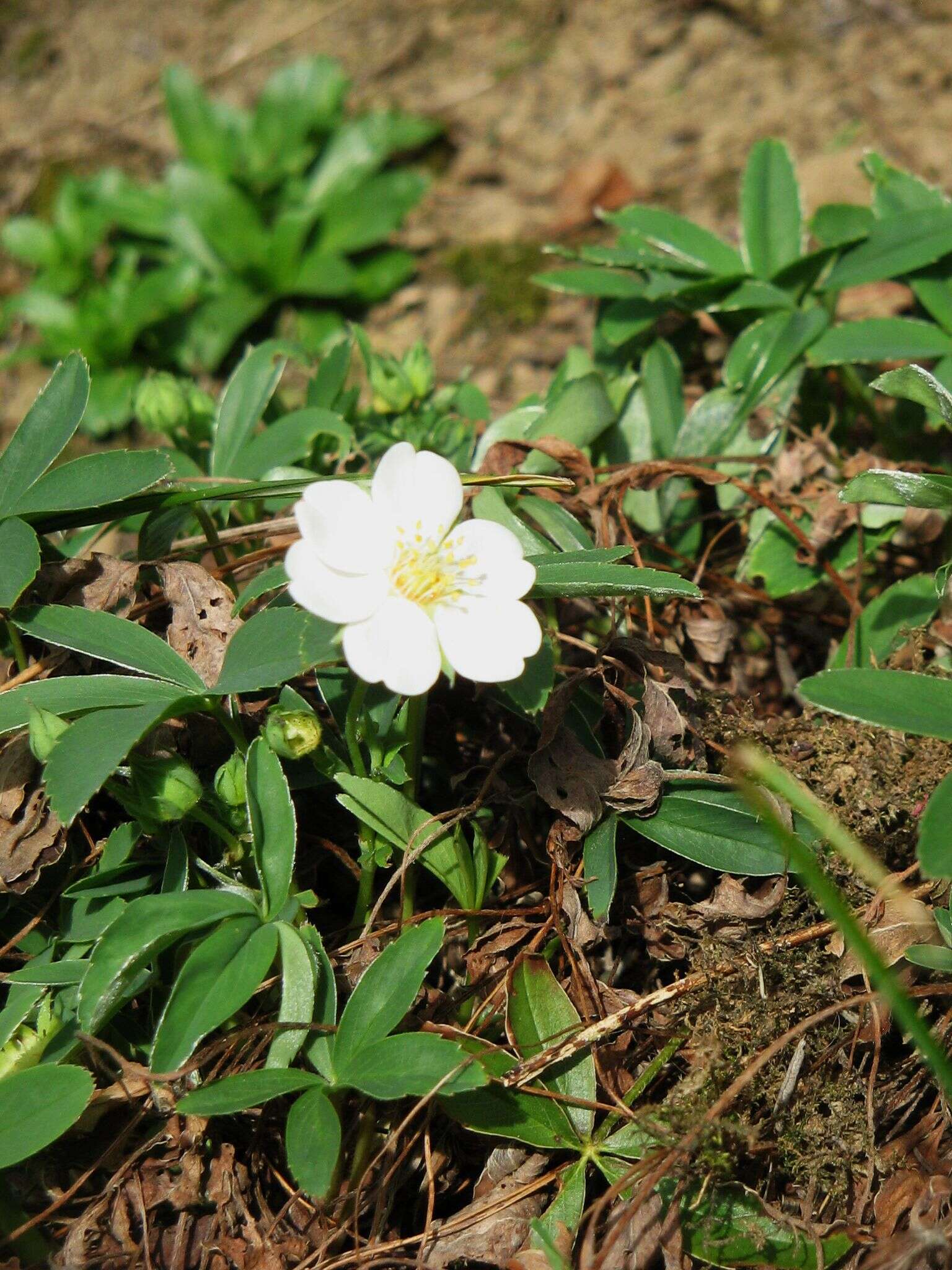 Image of White Cinquefoil