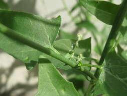 Image de Atriplex sagittata Bkh.