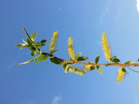 Image of White Willow