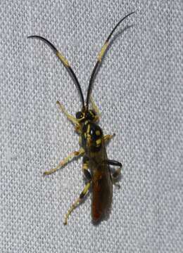 Image of Cratichneumon