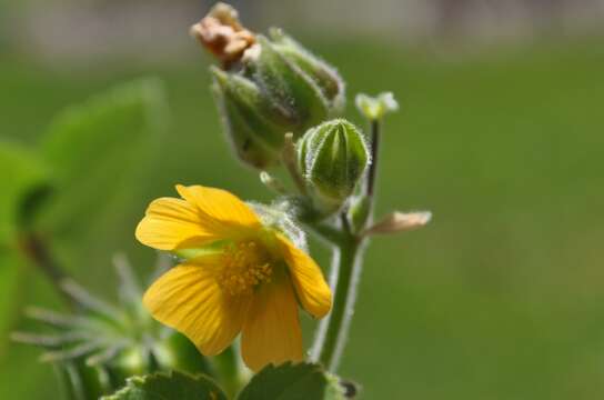 Plancia ëd Abutilon theophrasti Medik.