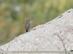 Plancia ëd Monticola solitarius (Linnaeus 1758)