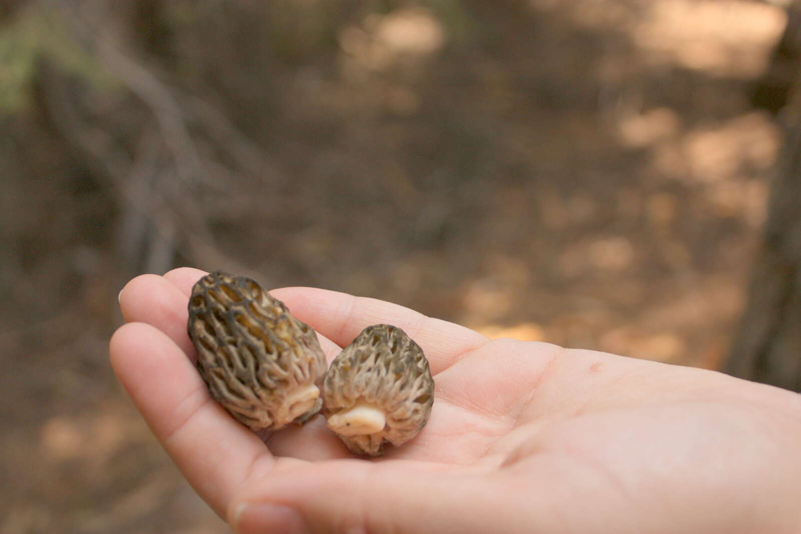 Image of Yellow Morel