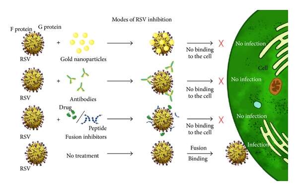 Image de Human respiratory syncytial virus