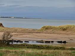 Image of European beachgrass