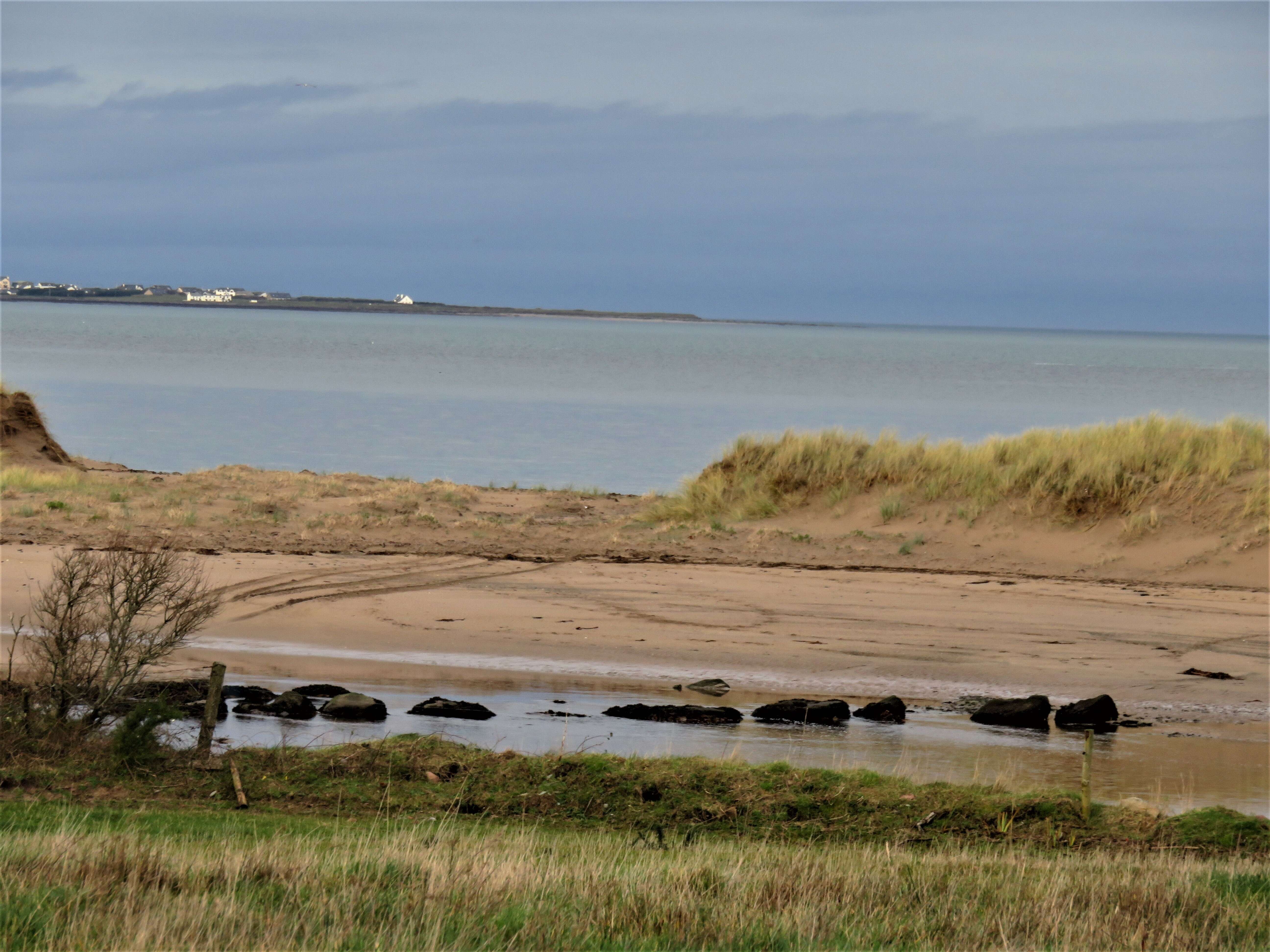 Image of European beachgrass