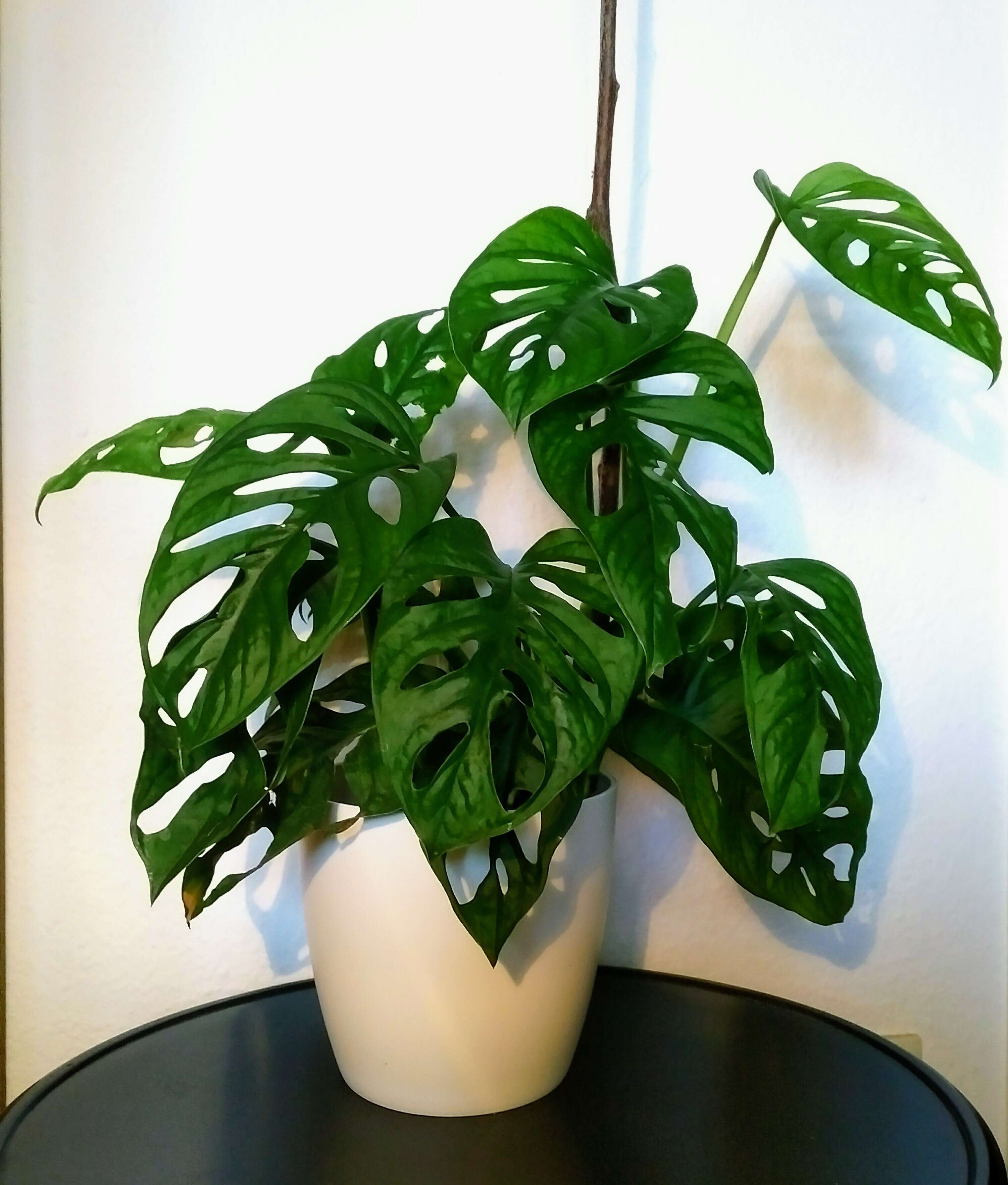 Monstera adansonii Schott resmi