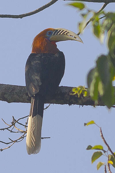 Image of Rufous-cheeked Hornbill