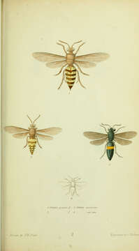 Image de Sphecius grandis (Say 1823)