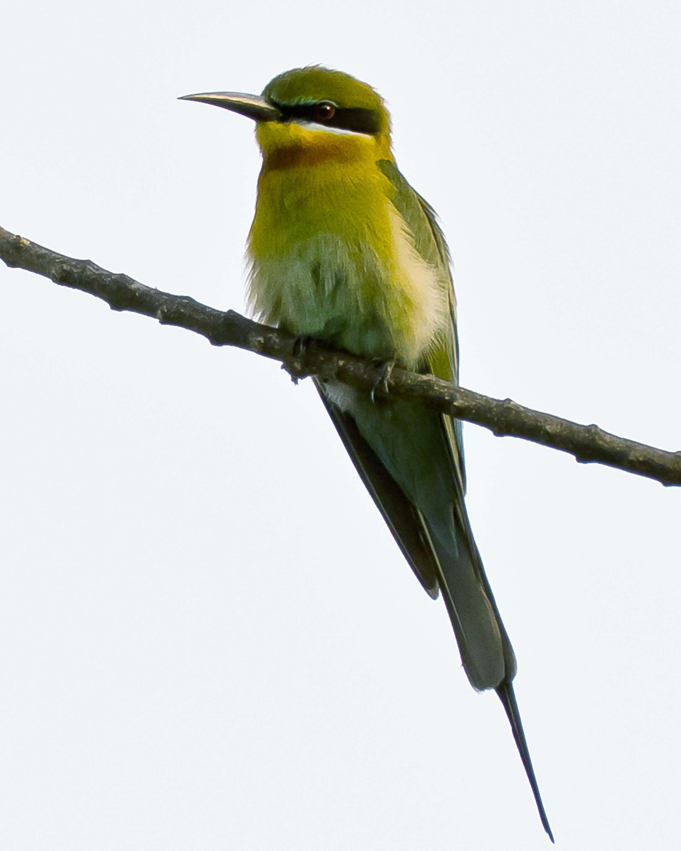 Image of Blue-tailed Bee-eater