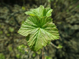 Image of Black Currant