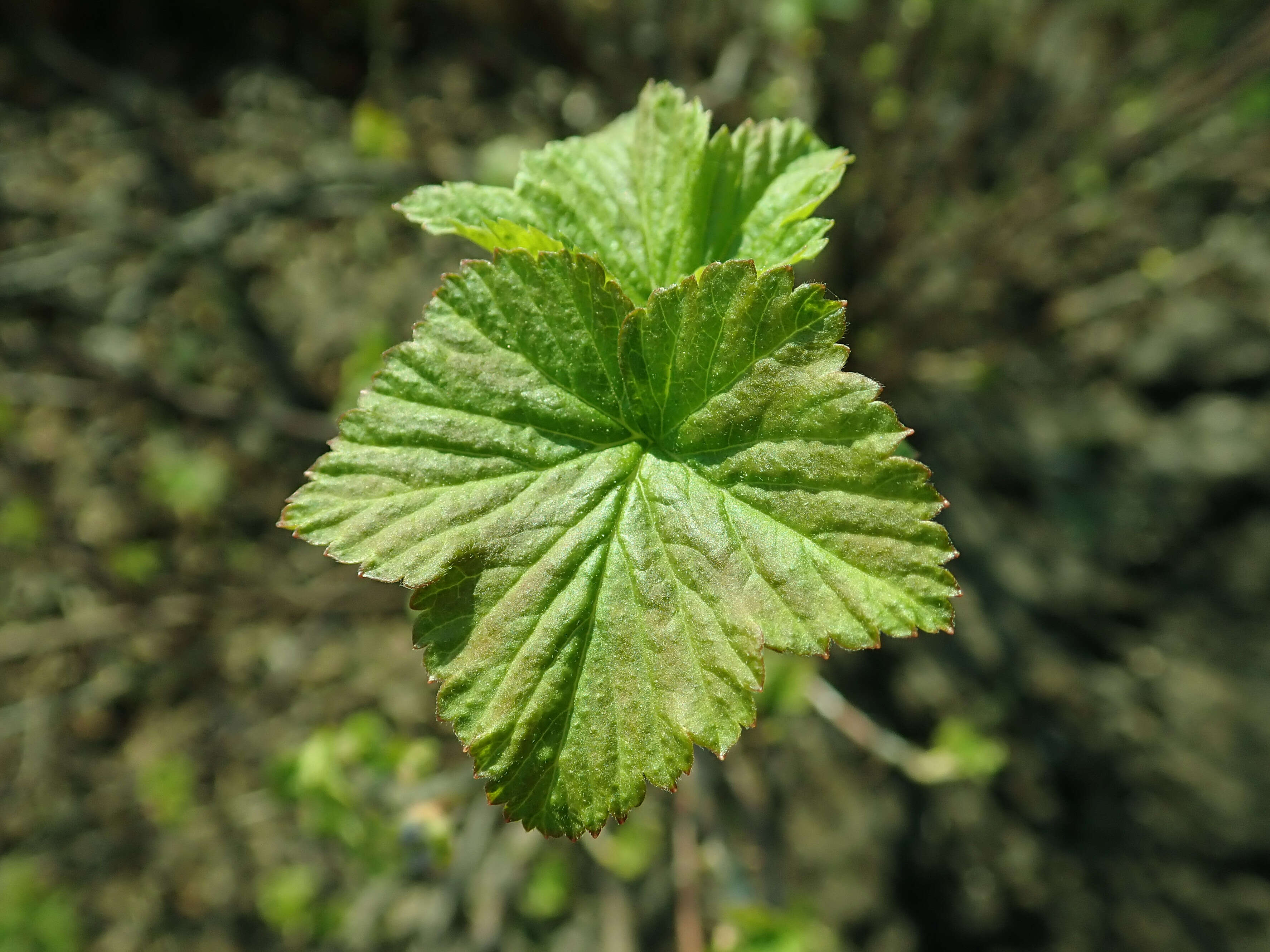 Image of Black Currant