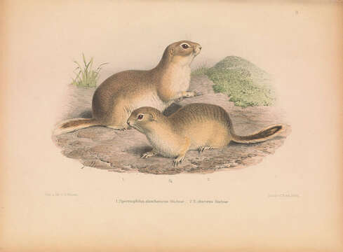 Image of Alashan Ground Squirrel