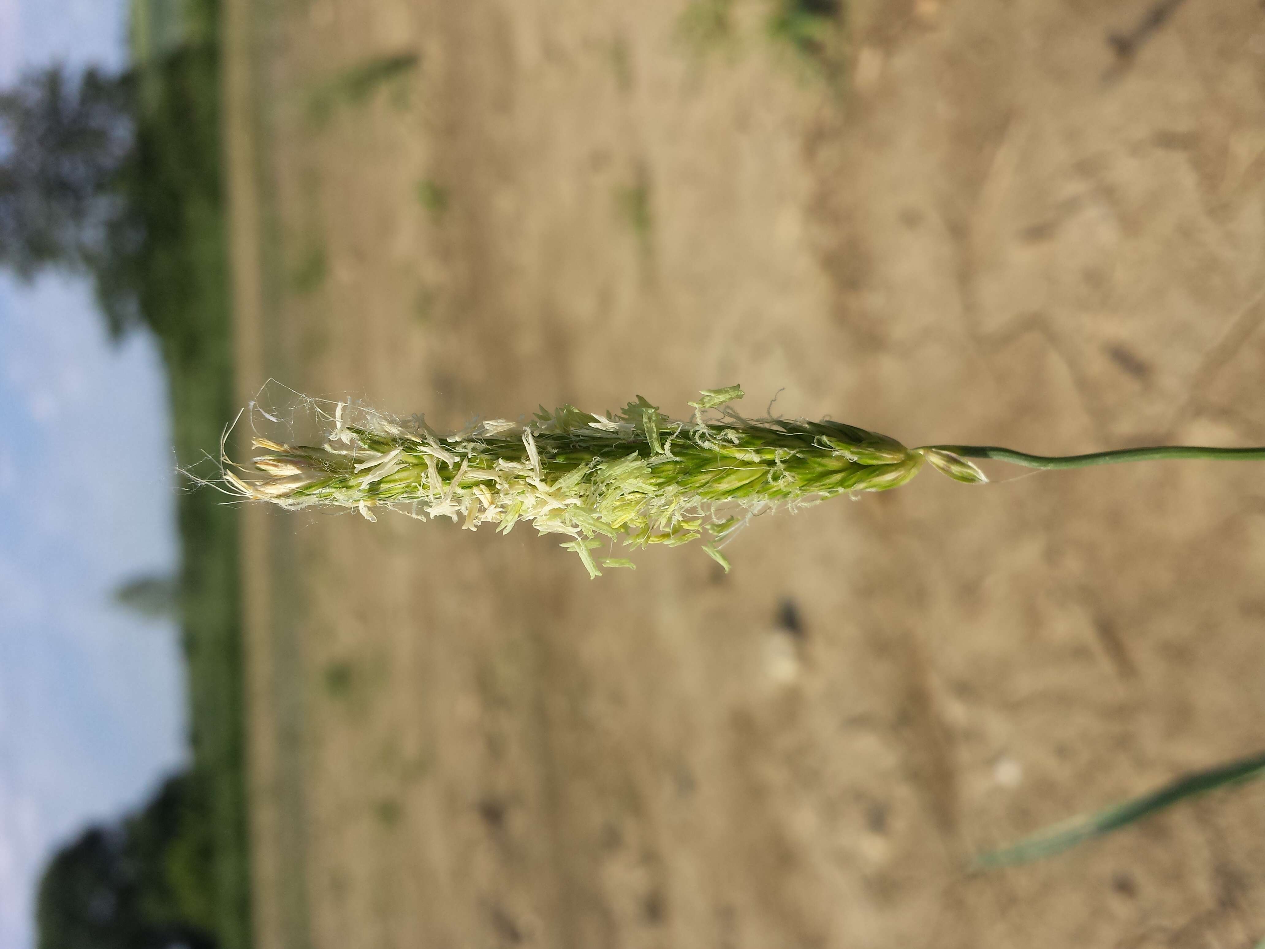 Image of black-grass