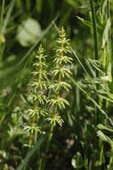 Слика од Equisetum sylvaticum L.