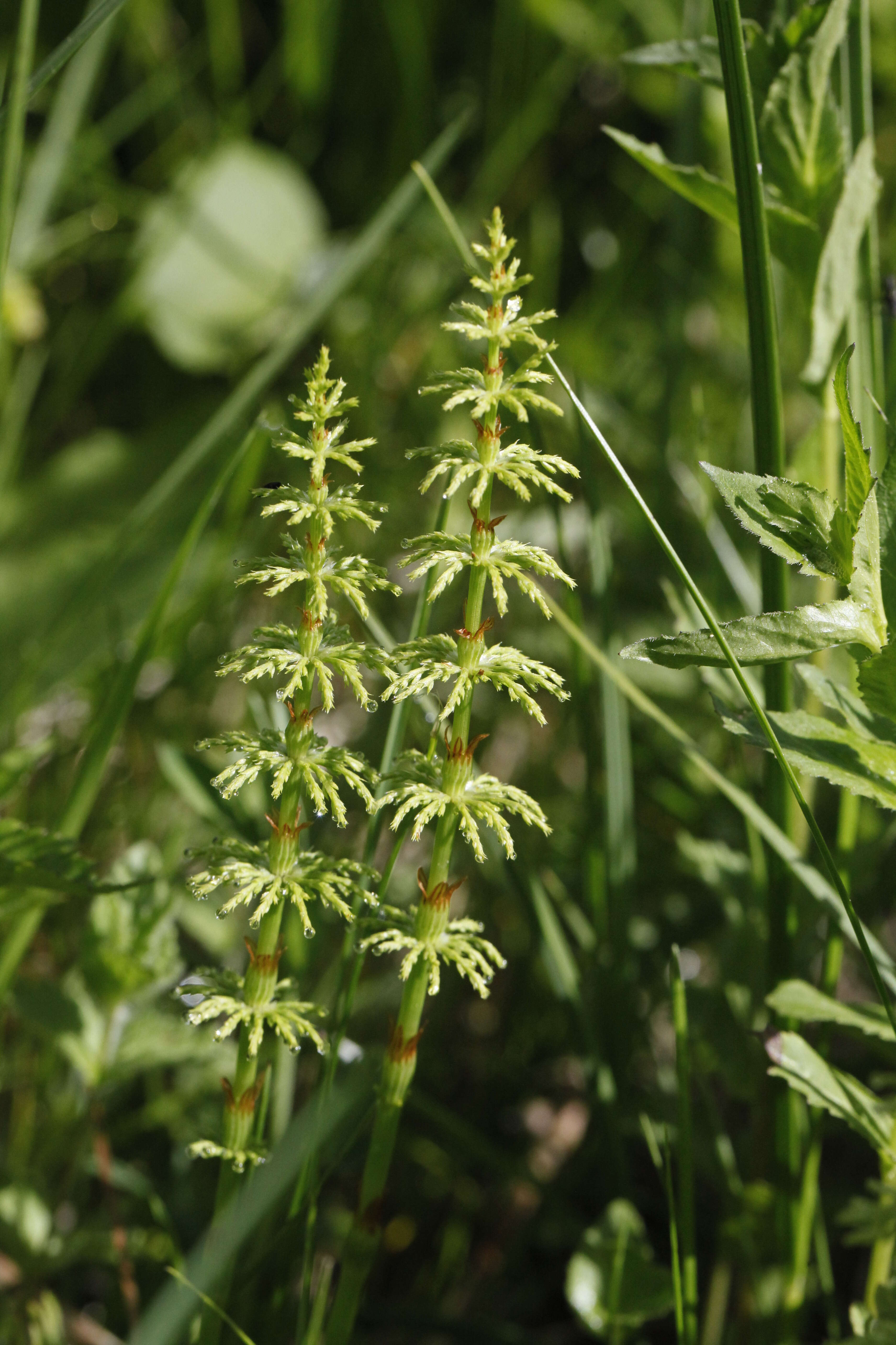 Imagem de Equisetum sylvaticum L.