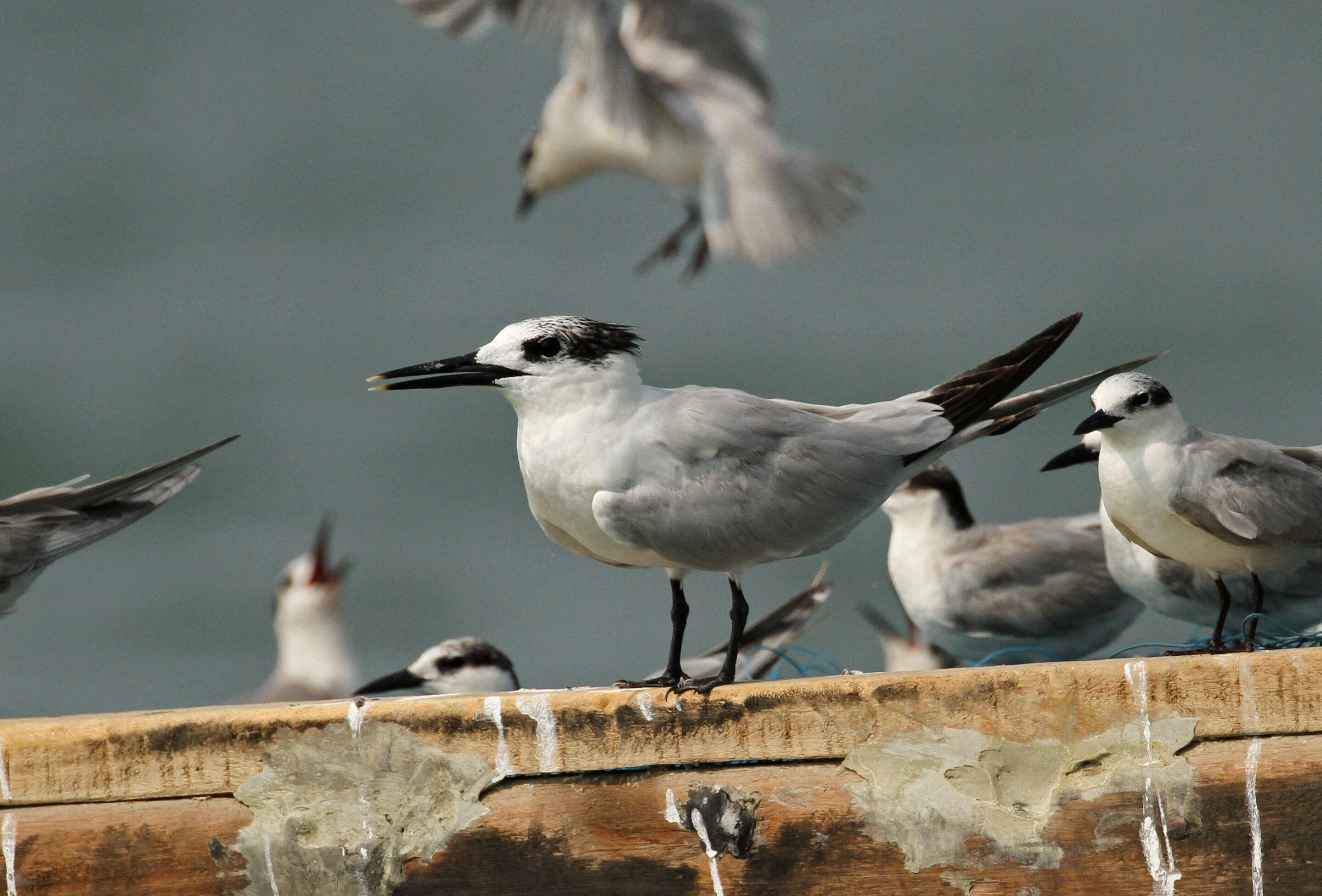 Image of Whiskered Tern