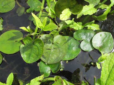 Image of yellow floatingheart