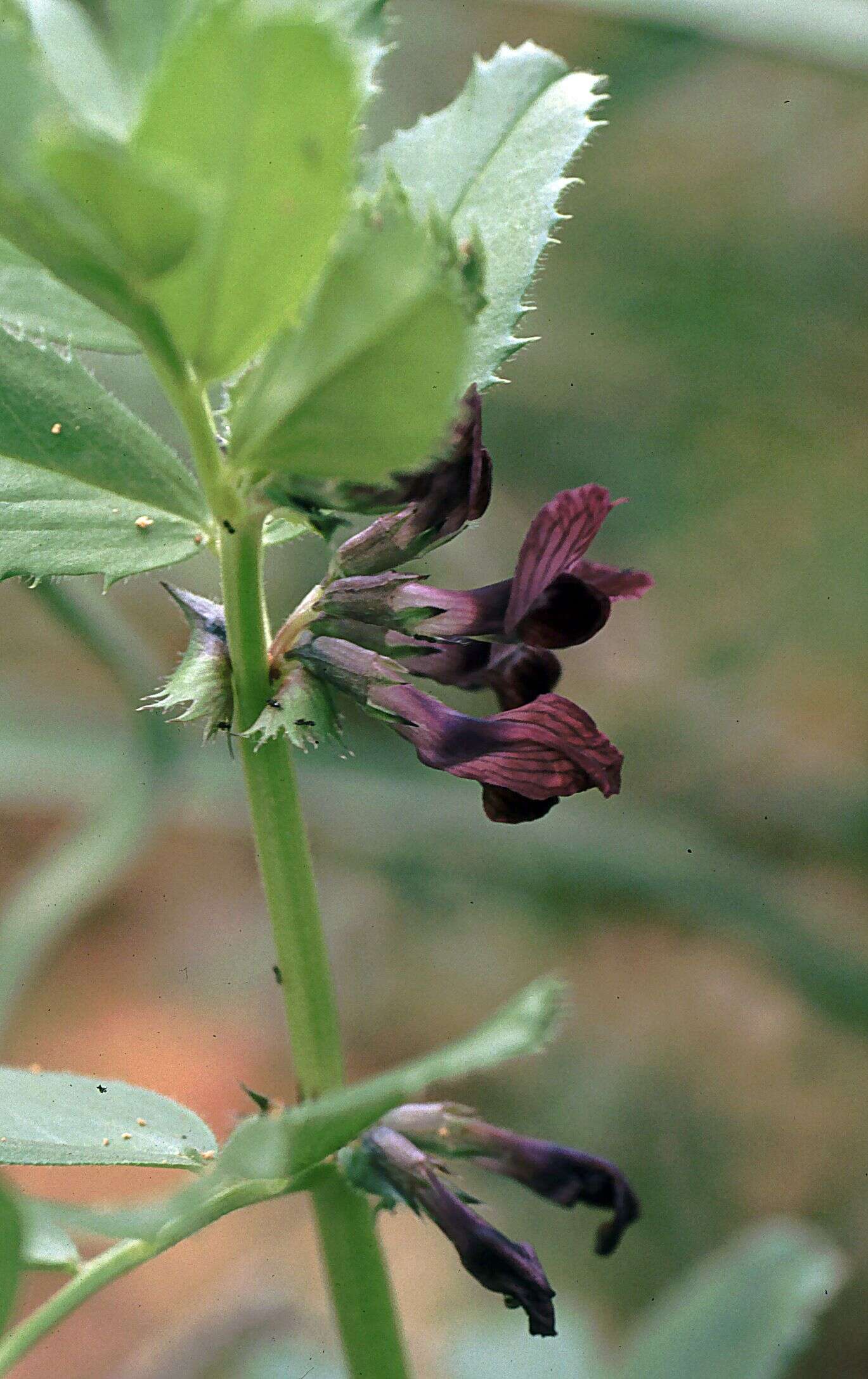 Image of purple broad vetch