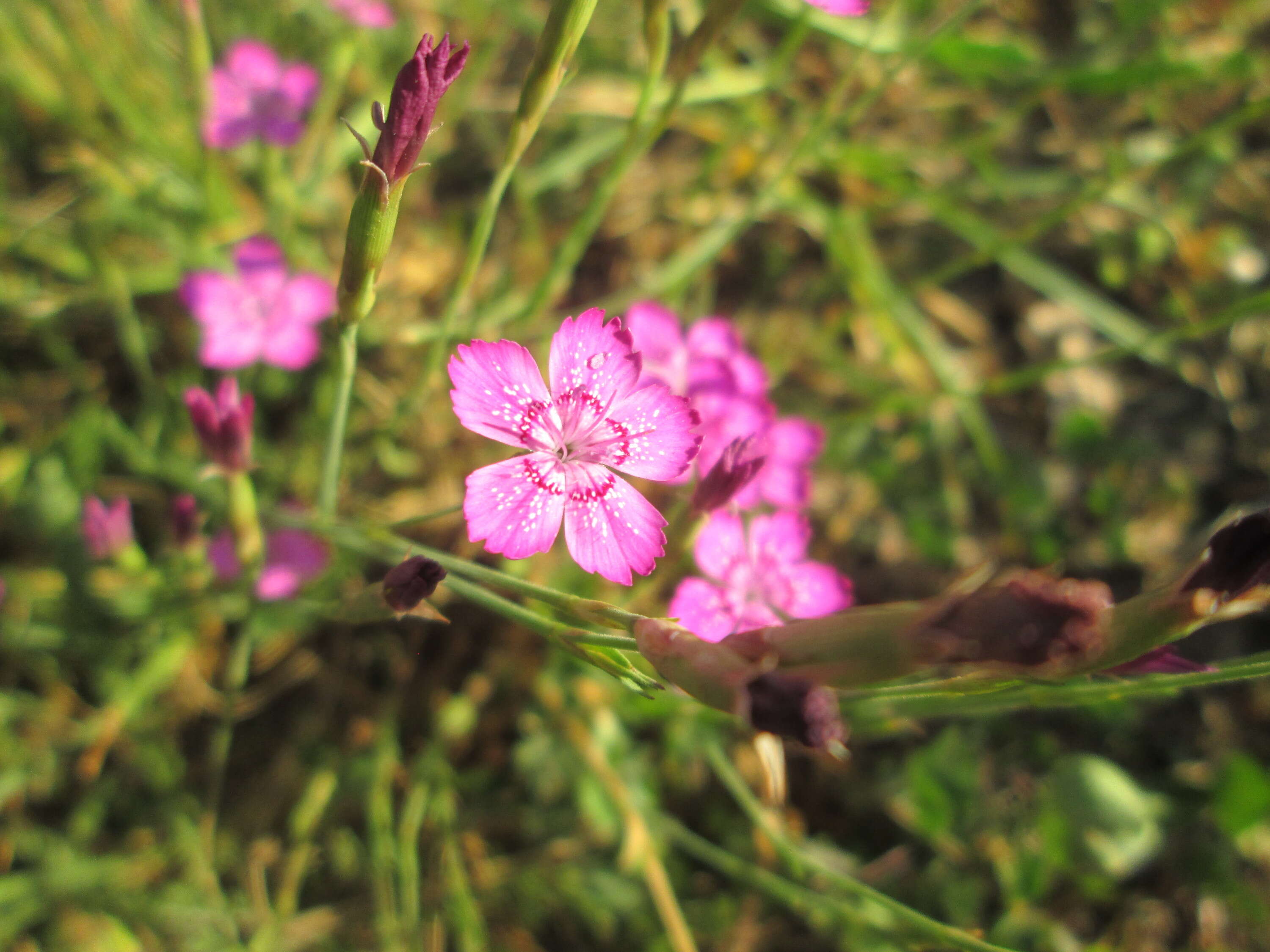 Image of maiden pink