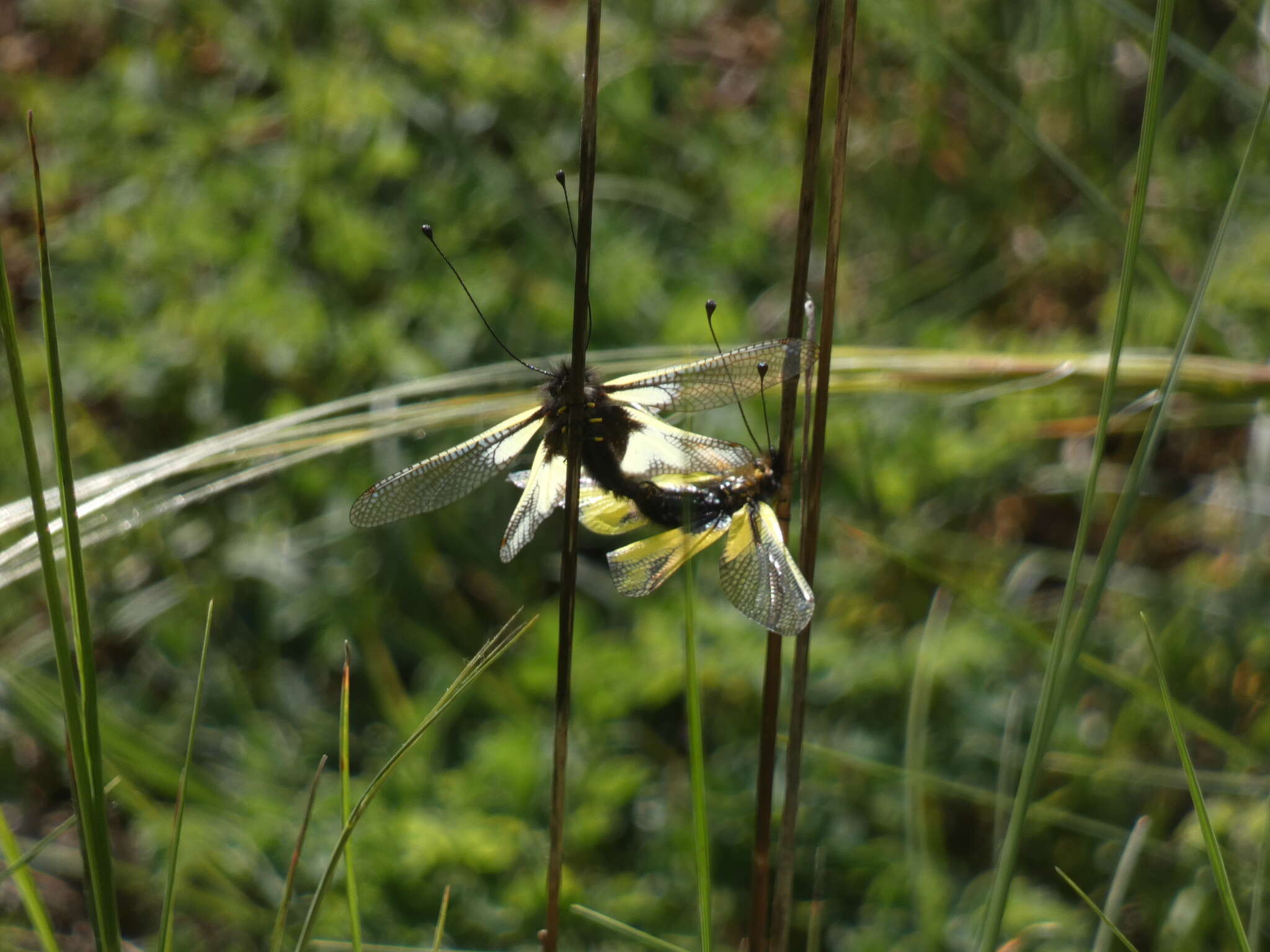 Image of Owly sulphur