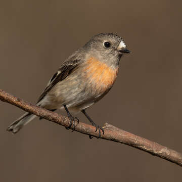 Image of Scarlet Robin