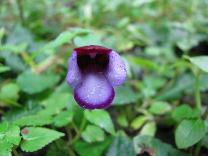 Image of torenia