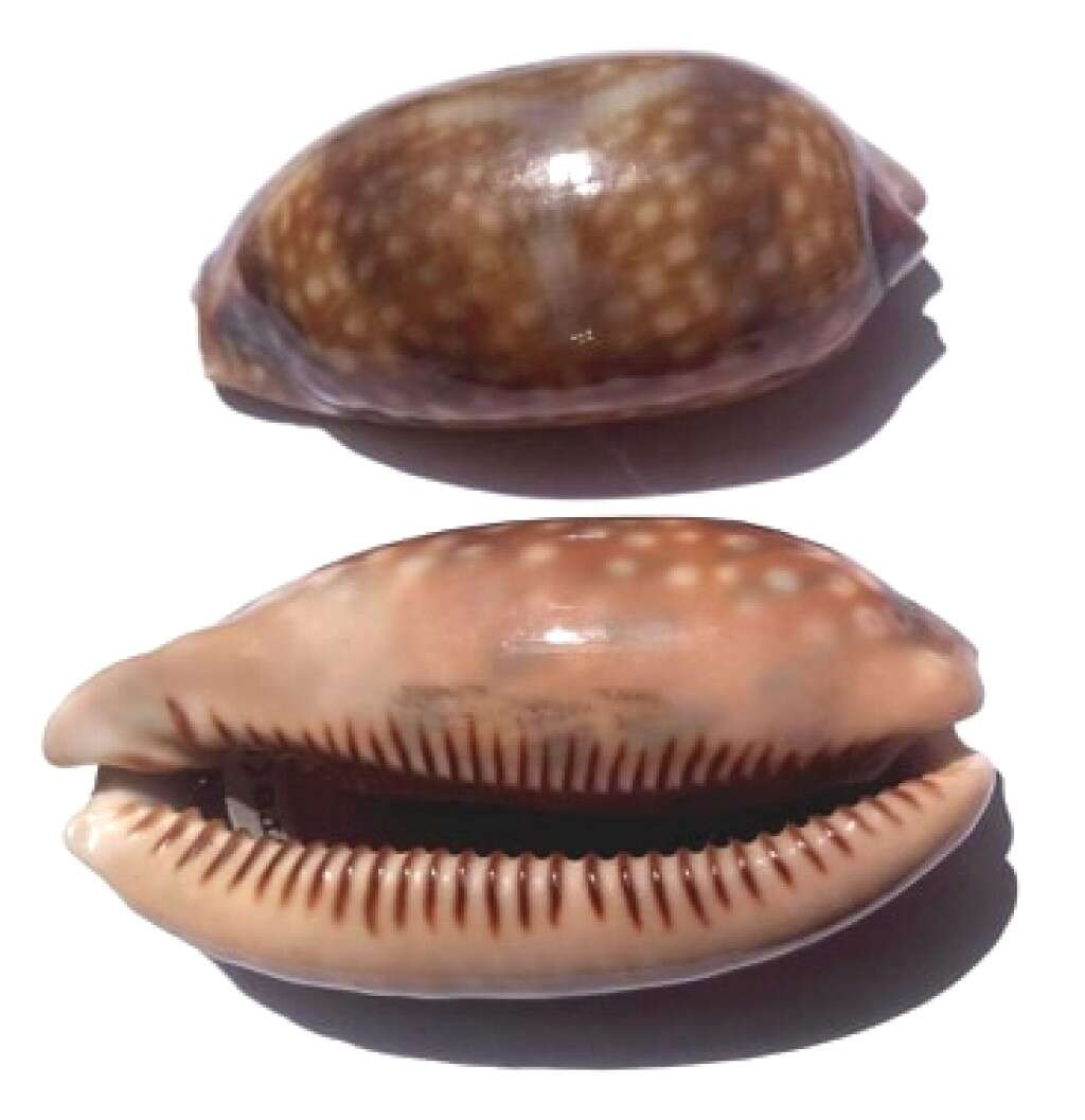 Image of measled cowrie