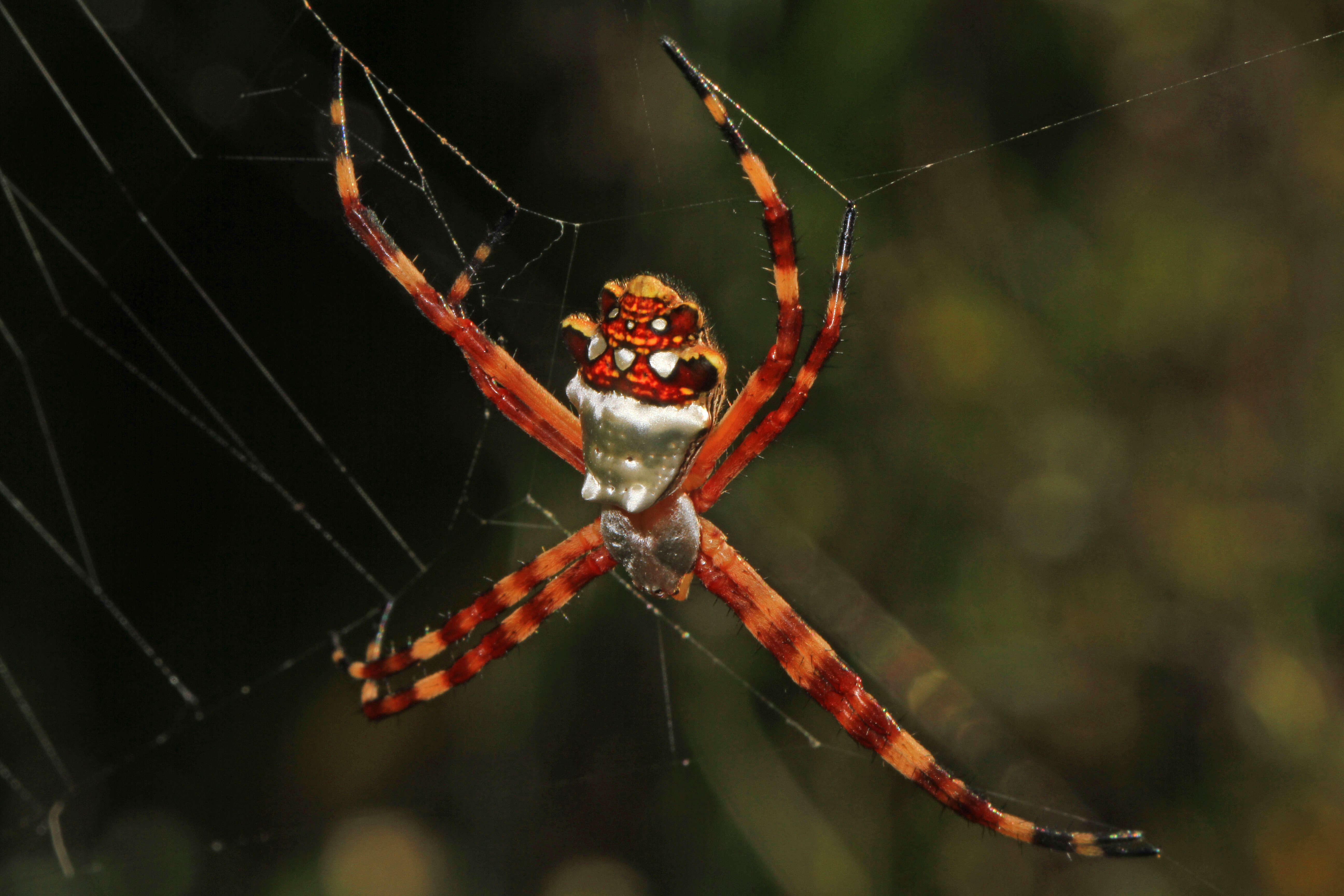 Imagem de Argiope argentata (Fabricius 1775)