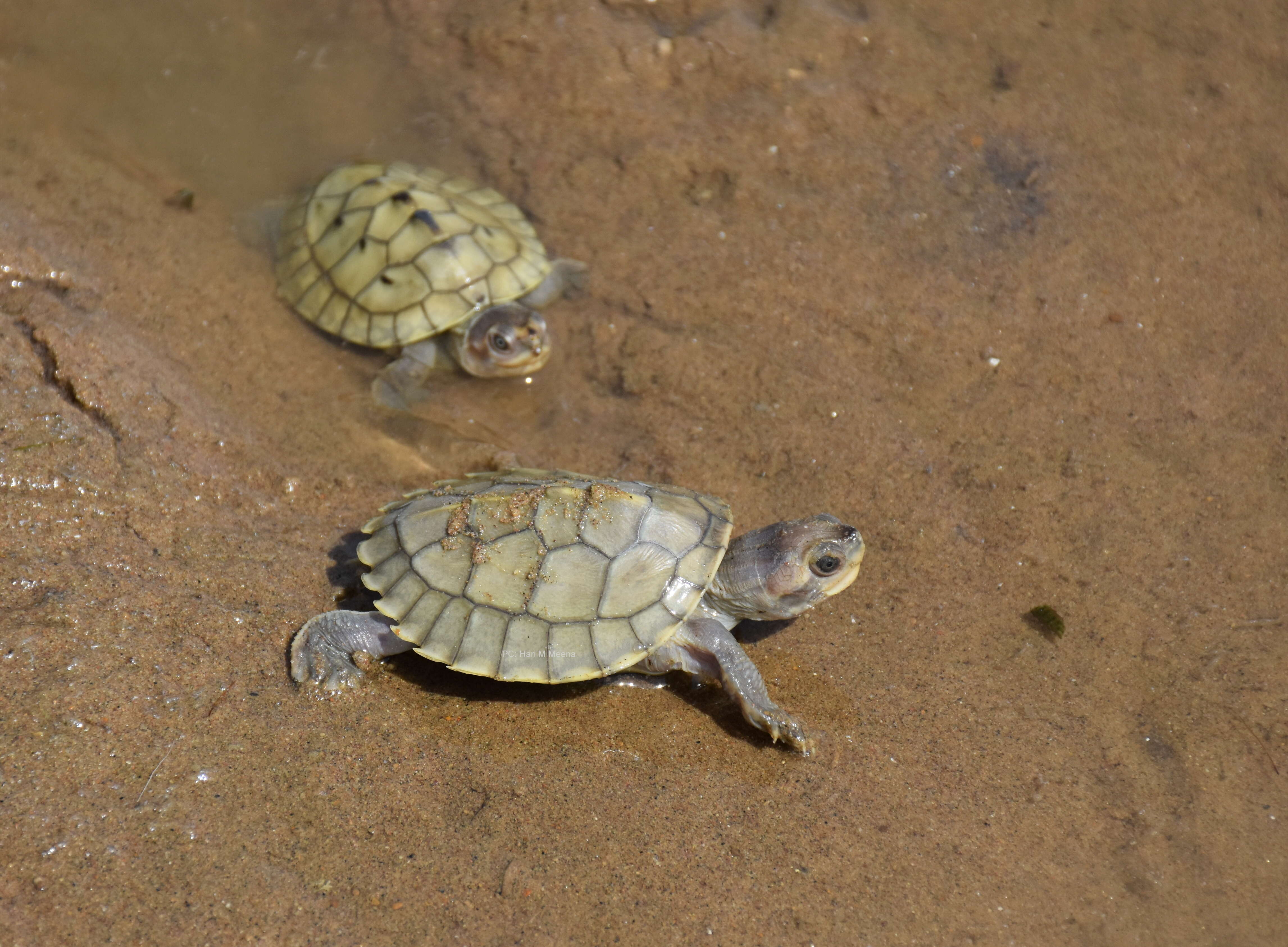 Image of Three-striped Roof Turtle