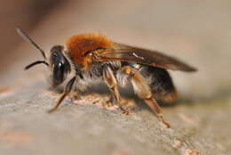 Image of early mining bee