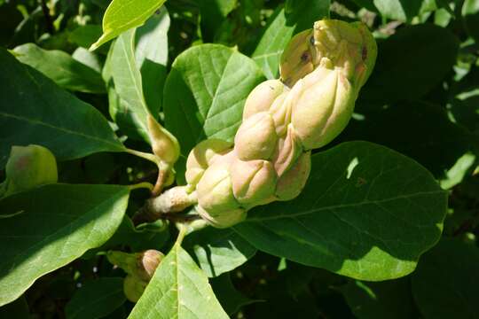 Image of Saucer magnolia