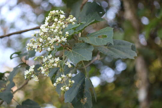 Image of Kydia calycina Roxb.