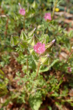 Sivun Malva aegyptia L. kuva