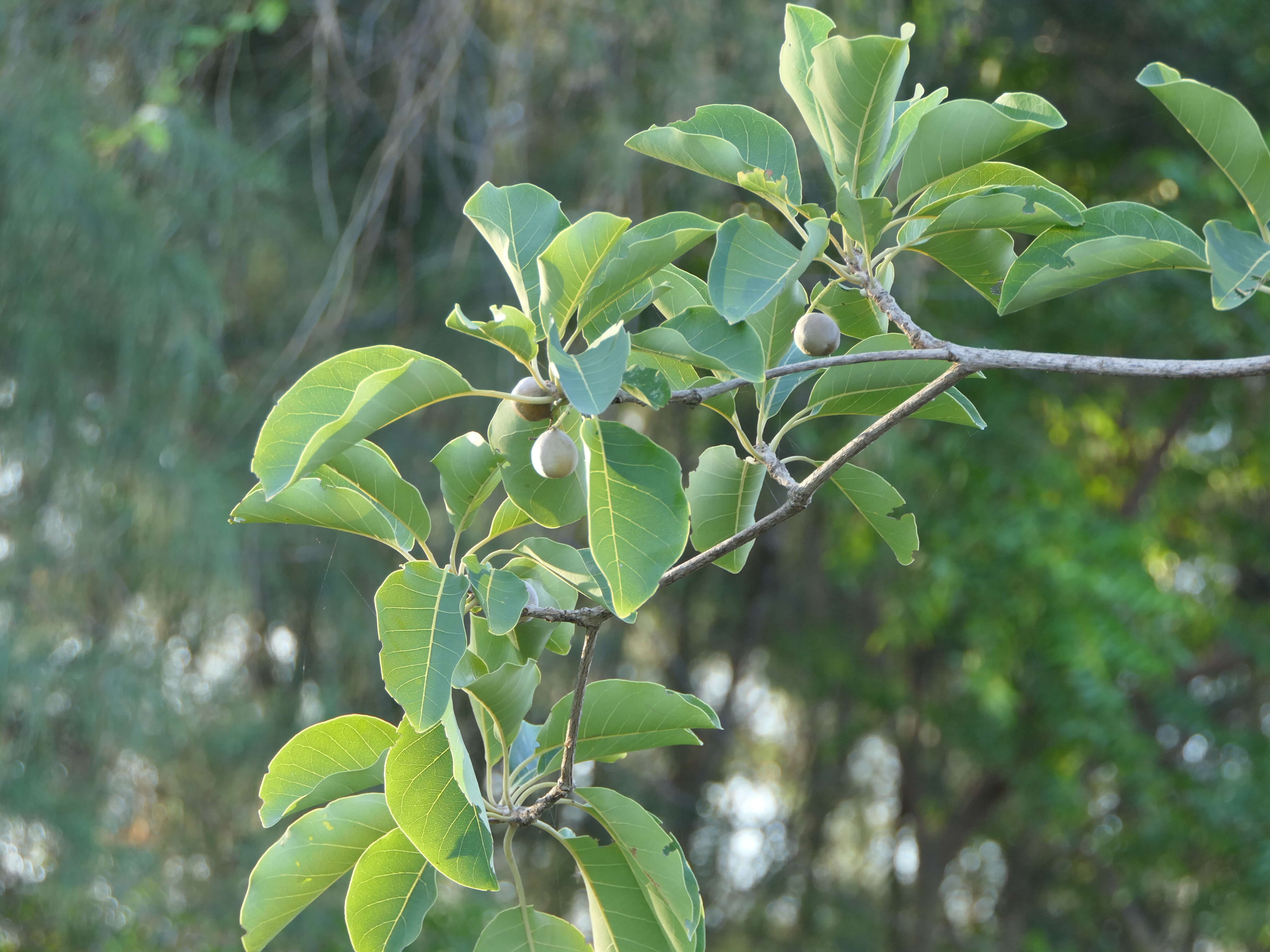 Image de Terminalia bellirica (Gaertn.) Roxb.