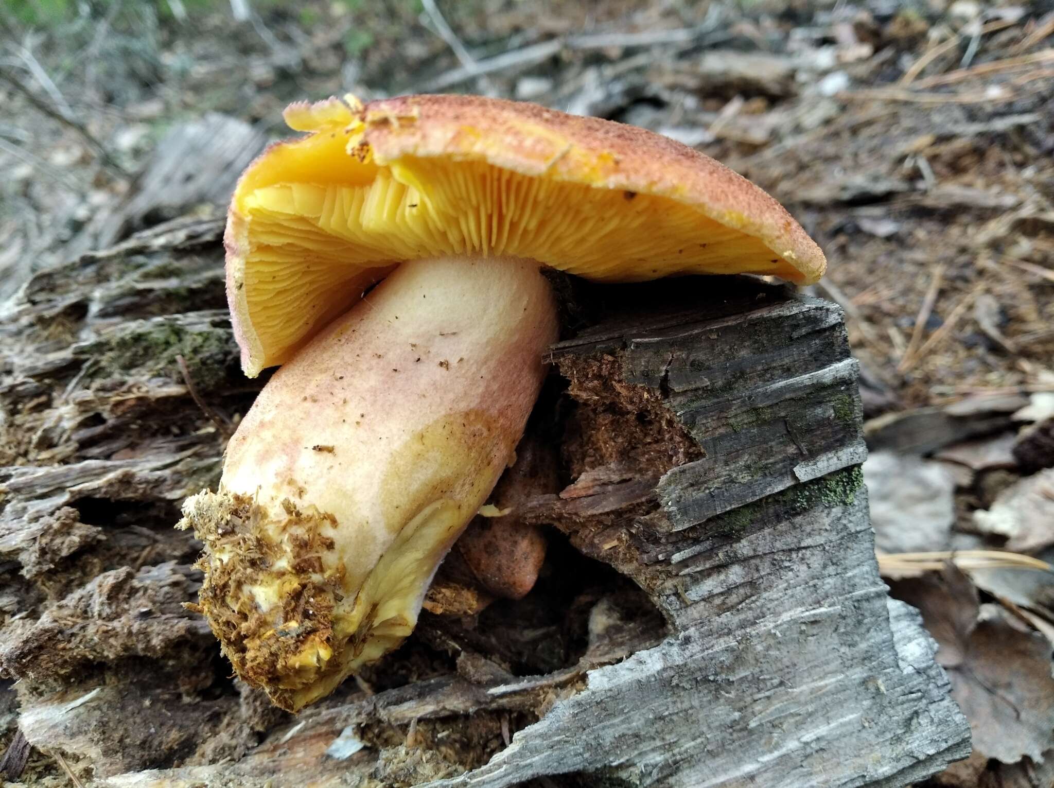 Image of Tricholomopsis rutilans (Schaeff.) Singer 1939