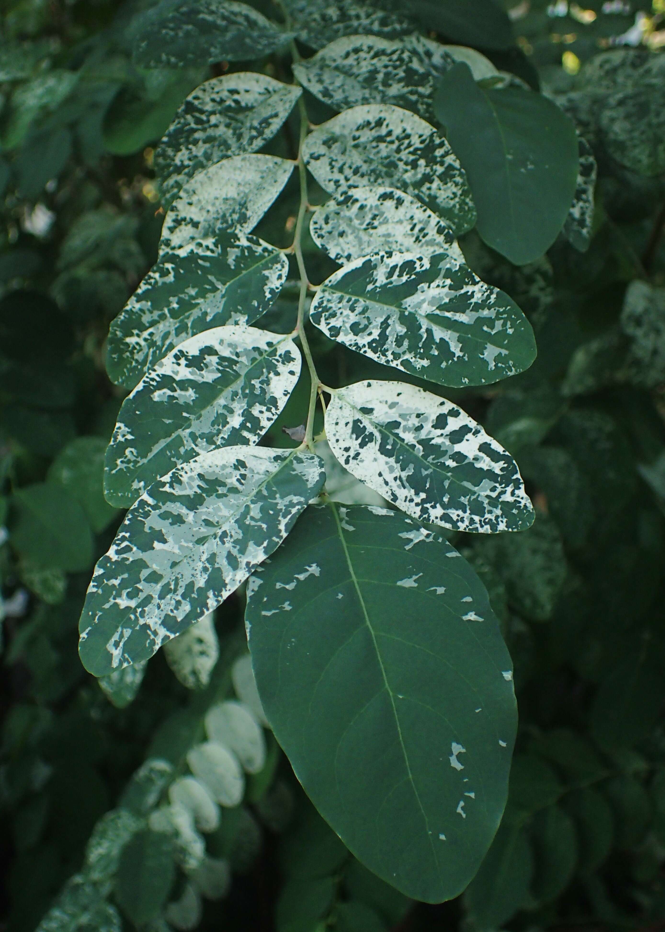 Image of snowbush