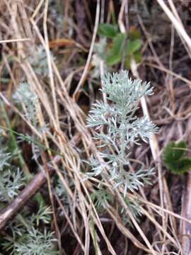 Image of Artemisia austriaca Jacq.